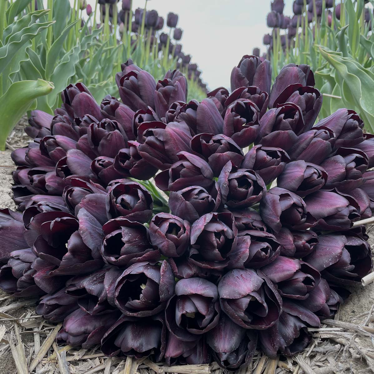 dunkellila Tulpe

