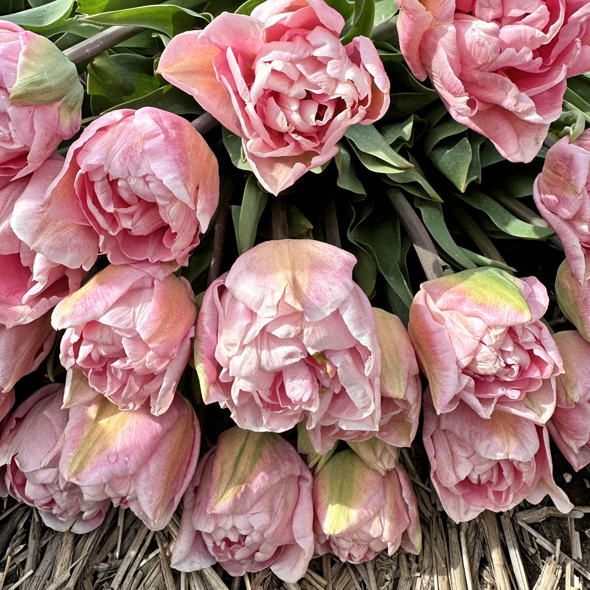 Pfingstrosen-Tulpen Mariage
