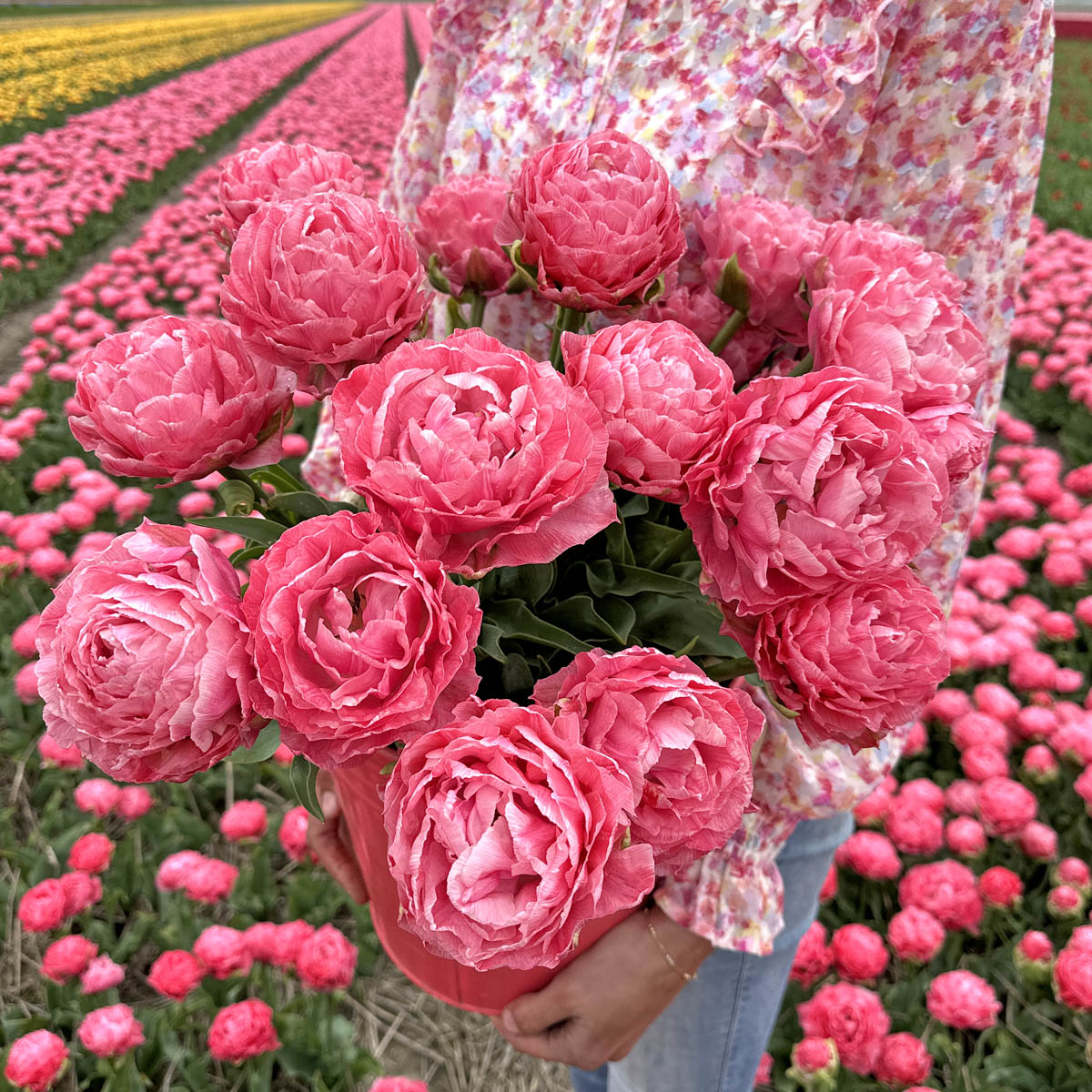 Pfingstrosen-Tulpe Taiwan
