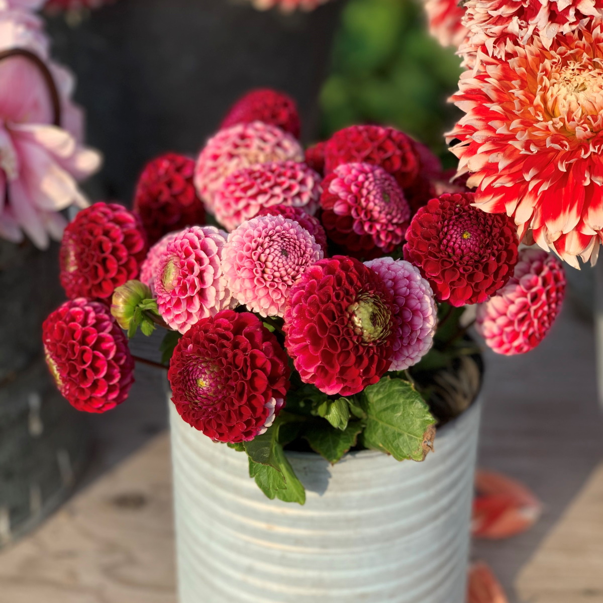 Pompon-Dahlie

