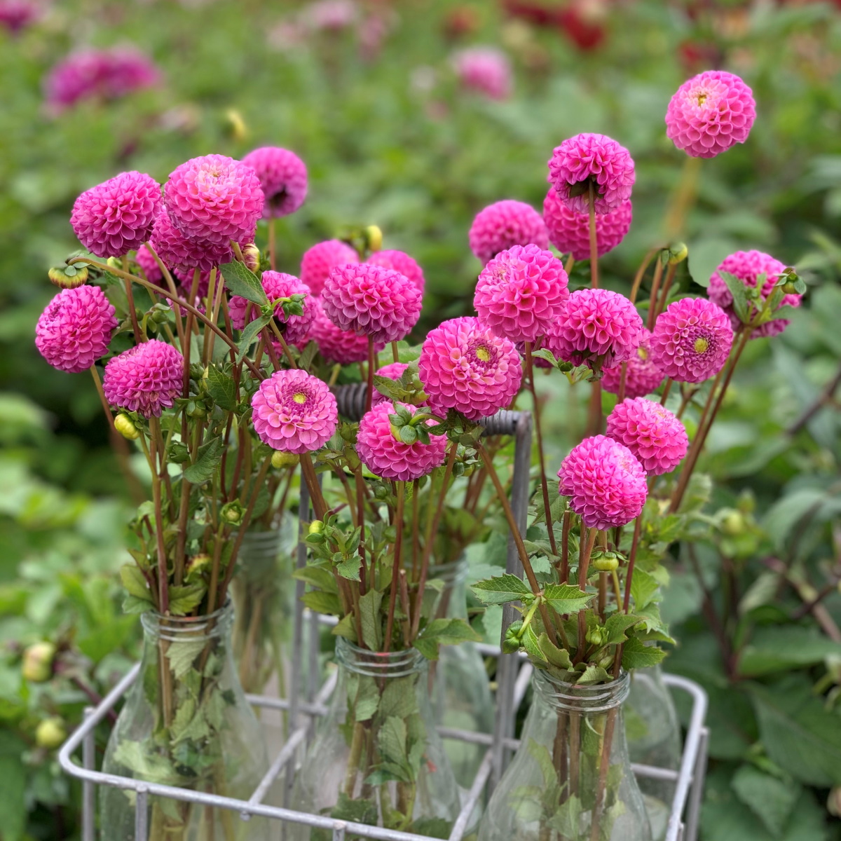 Pompon-Dahlie
