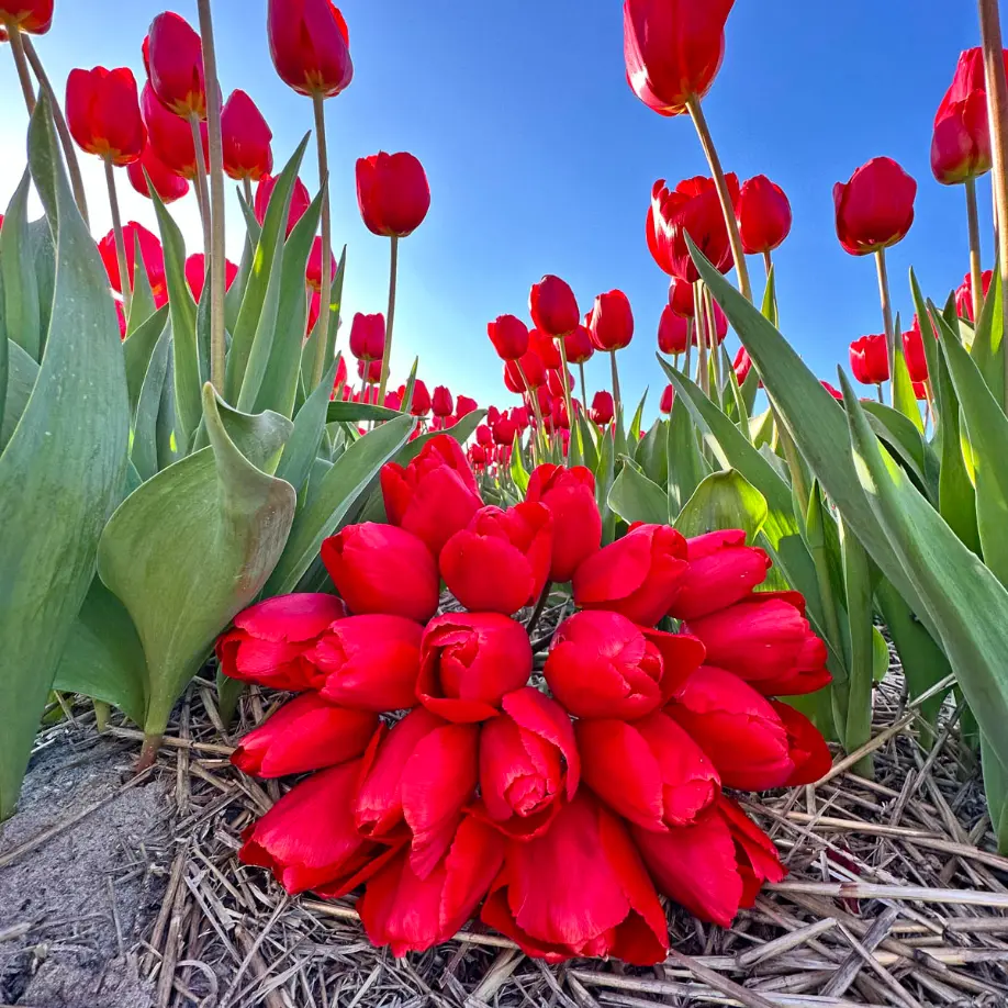 Rote Tulpe Alcatraz