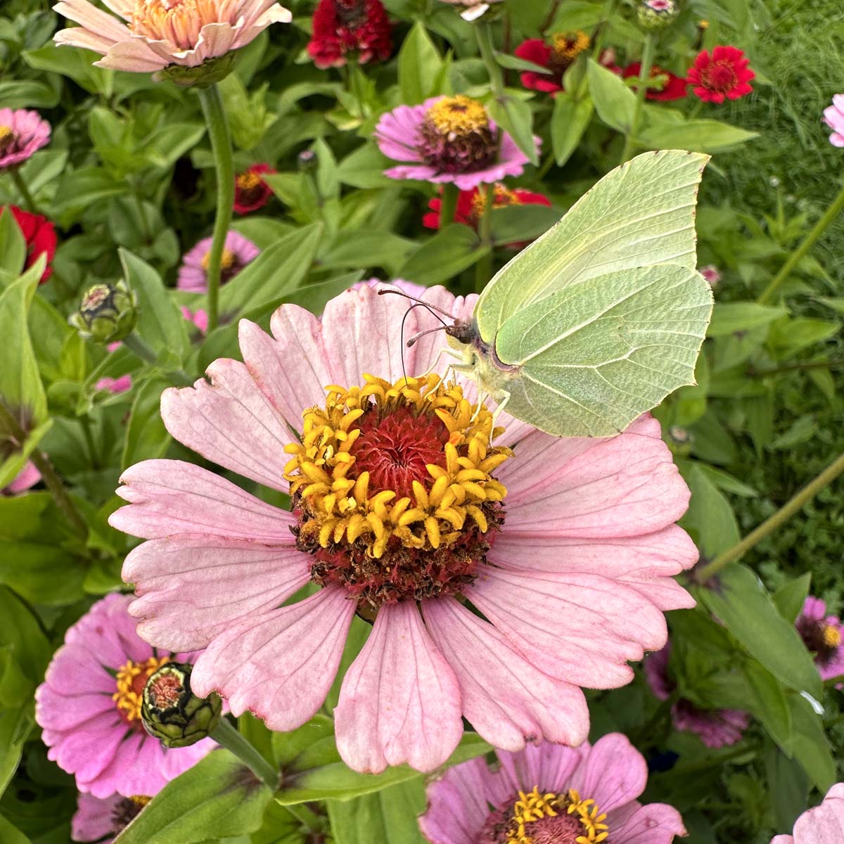 Zinnia mit Schmetterling