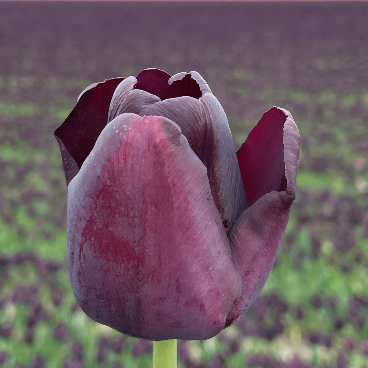 schwarze Tulpe Paul Schrerer

