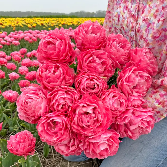 Frühjahrsblüher Tulpe
