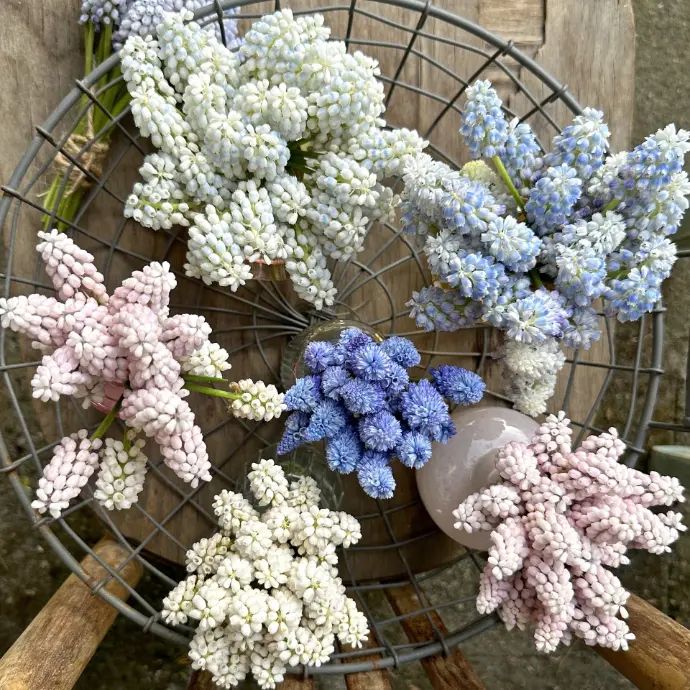 Frühjahrsblüher Muscari








