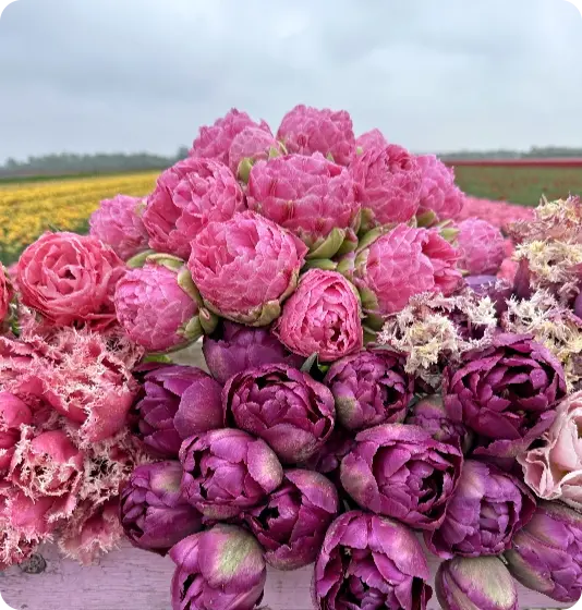 Blumenzwiebelpaket Mix