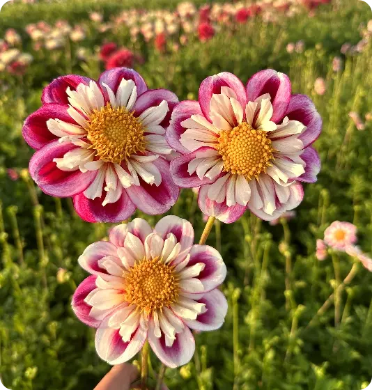 Dahlie Bumble Rumble