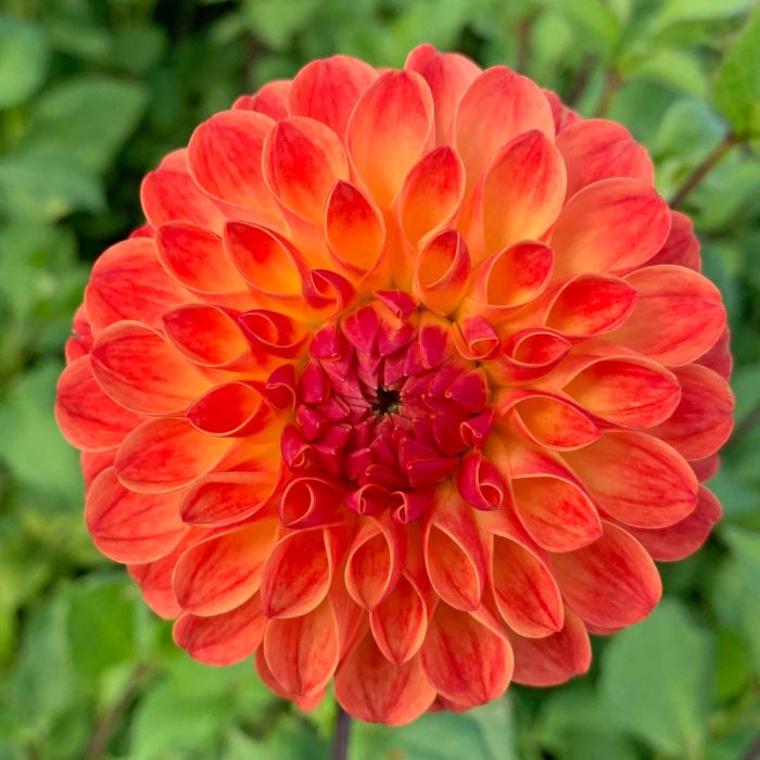 orangefarbene Dahlien
