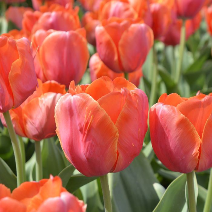orangefarbene Tulpen