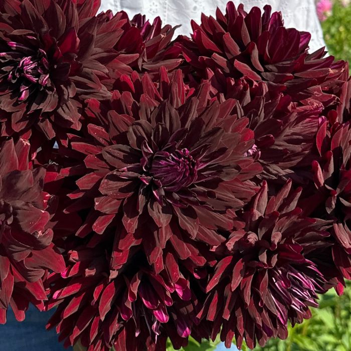 rote Dahlien
