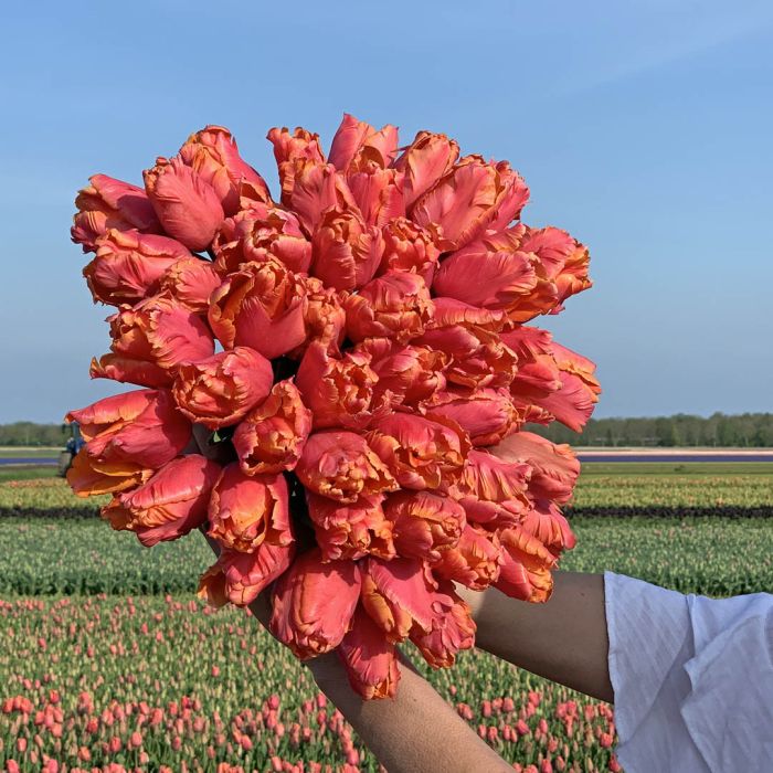 rosa Tulpen

