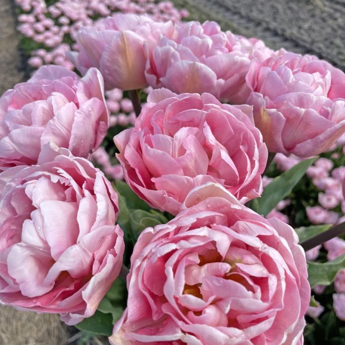 rosa Tulpen
