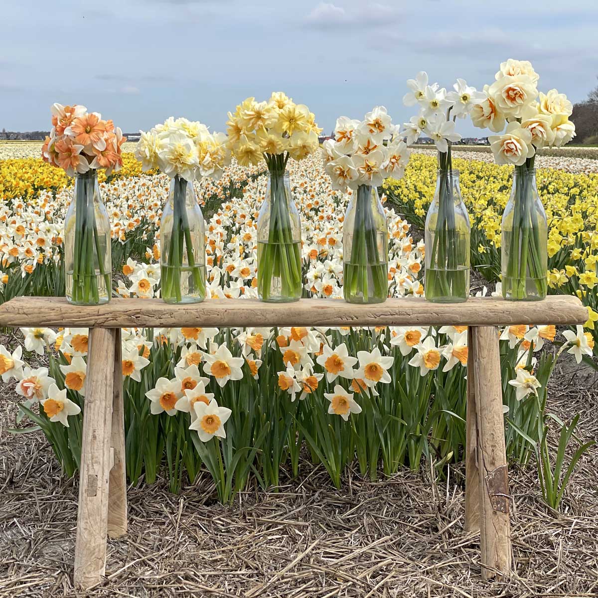 Narzissen als Schnittblume