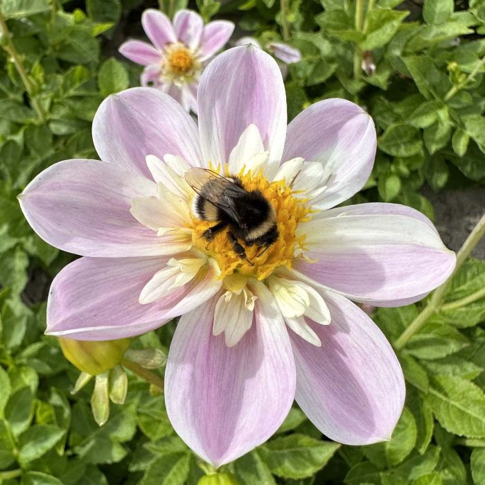 Blumen für Bienen

