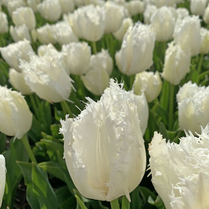 weiße Tulpen