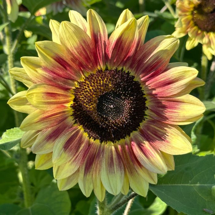 Sonnenblumensamen
