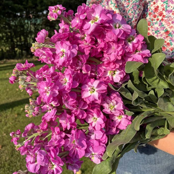 Matthiola