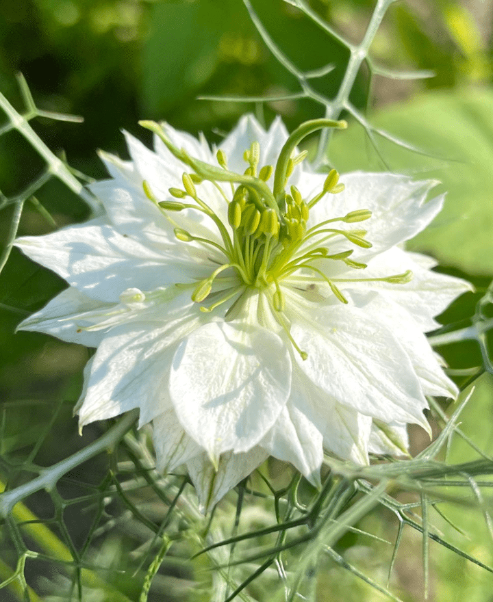 Nigella Weiß
