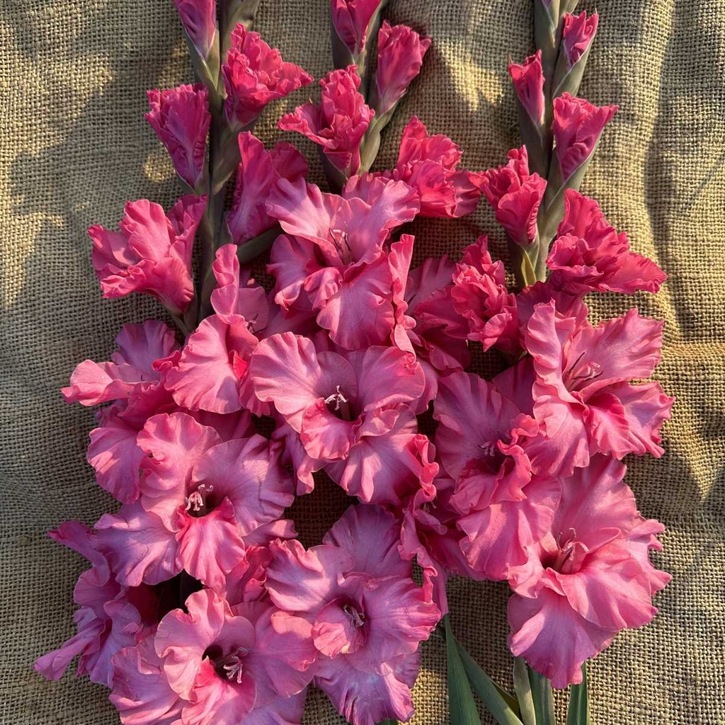 Gladiole