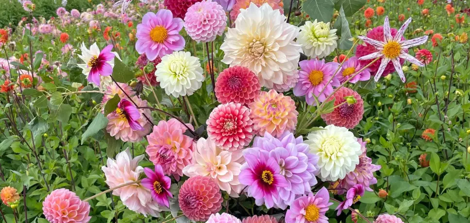 dahlien