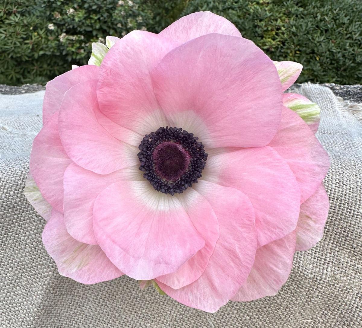 Anemone