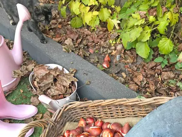 Tulpenzwiebeln pflanzen
