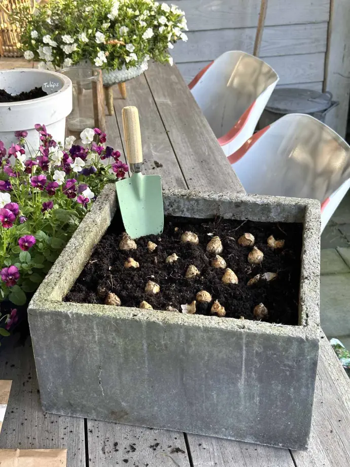 Blumenzwiebeln im Topf pflanzen