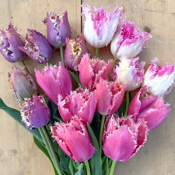 Tulpen