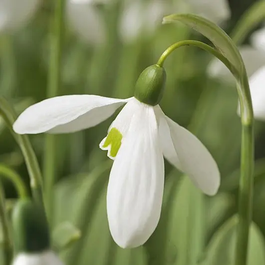 Schneeglöckchen (Galanthus)