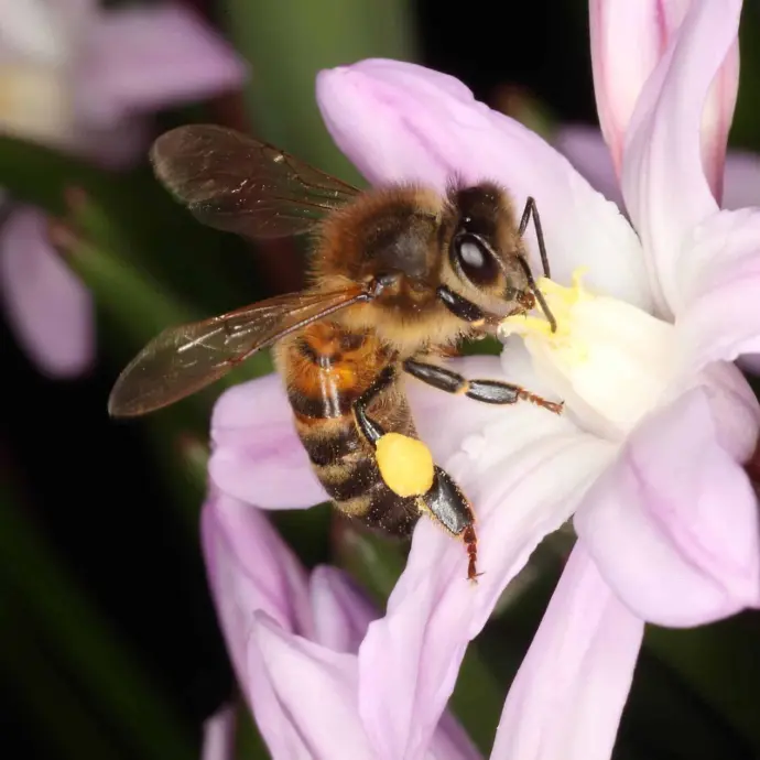 Bienenfreundliche Blumenzwiebeln