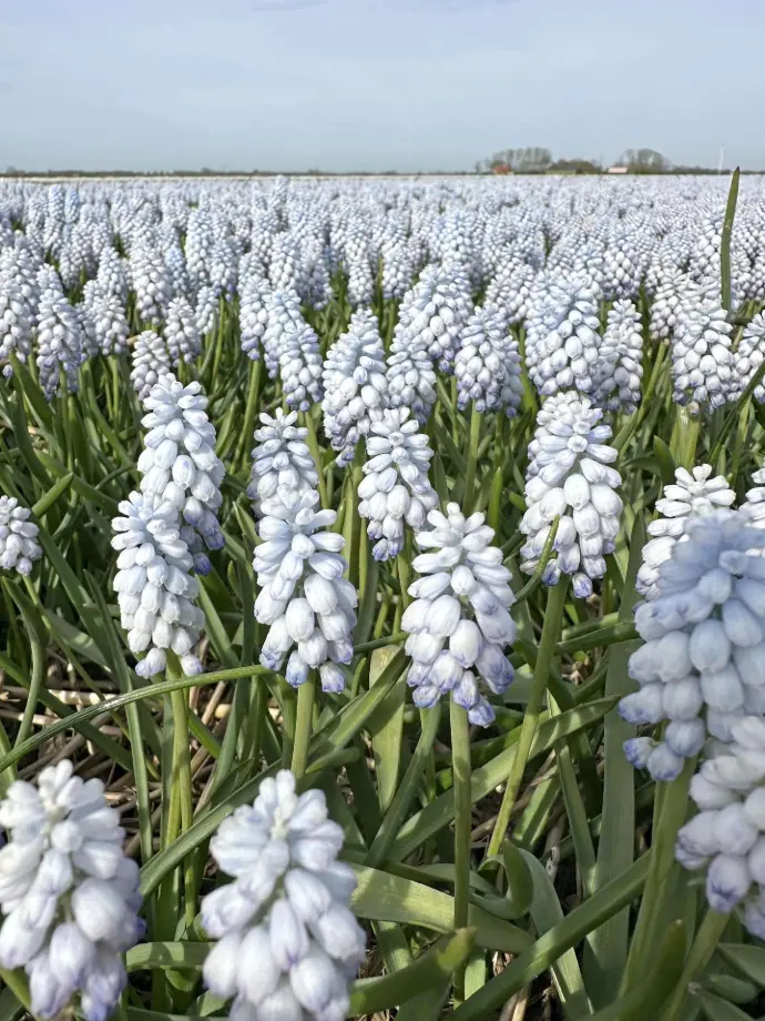 Traubenhyazinthen (Muscari)