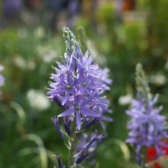 Blumenzwiebeln