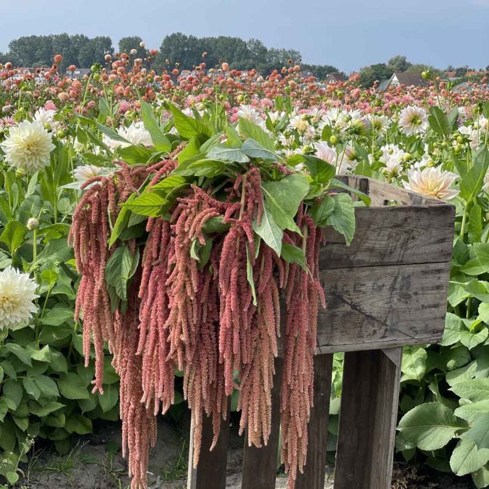 Amaranthus Coral Fountain