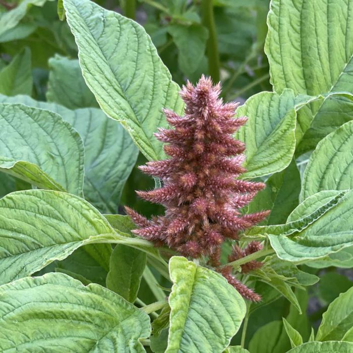 Amaranthus Coral Fountain