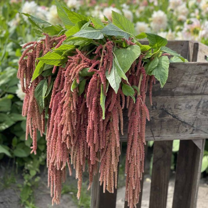 Amaranthus Coral Fountain