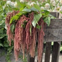 Amaranthus Coral Fountain