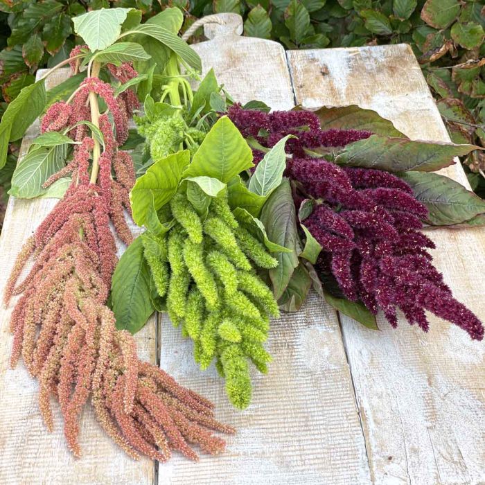Amaranthus Coral Fountain