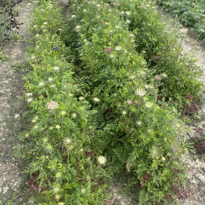 Daucus Carota Dara