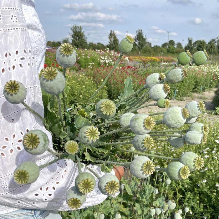 Papaver Bread Seed Poppy