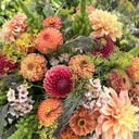 Mix Sunset Orange - flowerseeds + dahlias