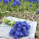 Muscari Blue Magic