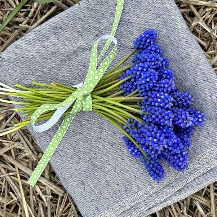 Muscari Blue Magic
