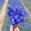 Muscari Blue Magic