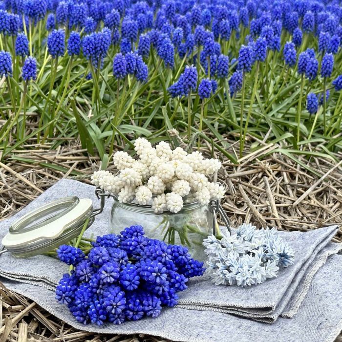 Muscari Blue Magic