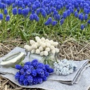 Muscari Blue Magic