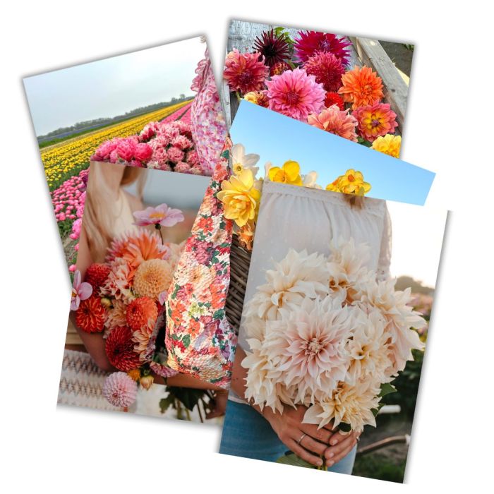 Set of 5 gift cards