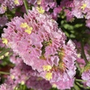 Dried flowers gift set