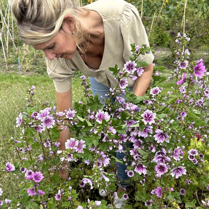 Bio-Gartenmalve 'Zebrina' Samen (ca. 150 Korn) – Malva Sylvestris Mit Gestreiften Rosa Blüten