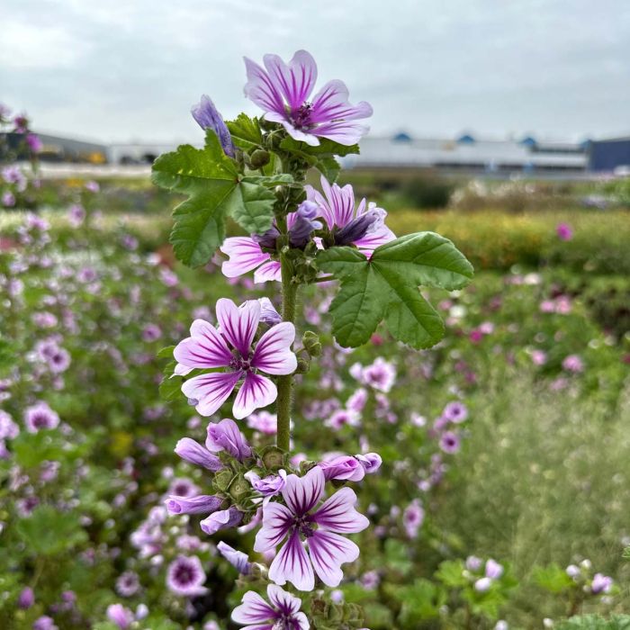 Bio-Gartenmalve 'Zebrina' Samen (ca. 150 Korn) – Malva Sylvestris Mit Gestreiften Rosa Blüten